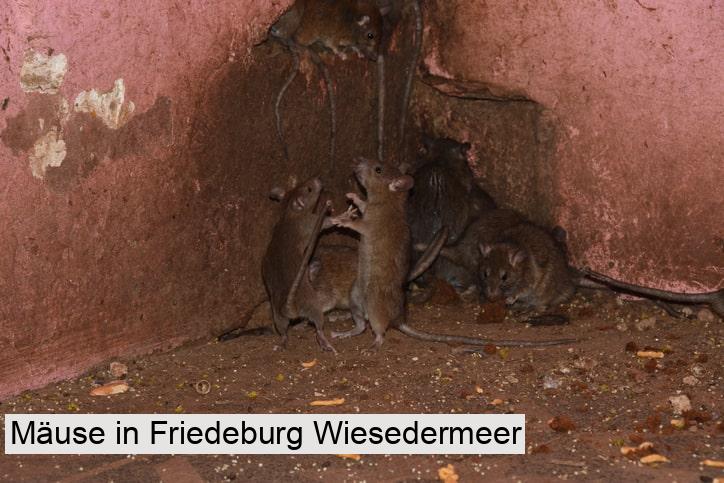 Mäuse in Friedeburg Wiesedermeer